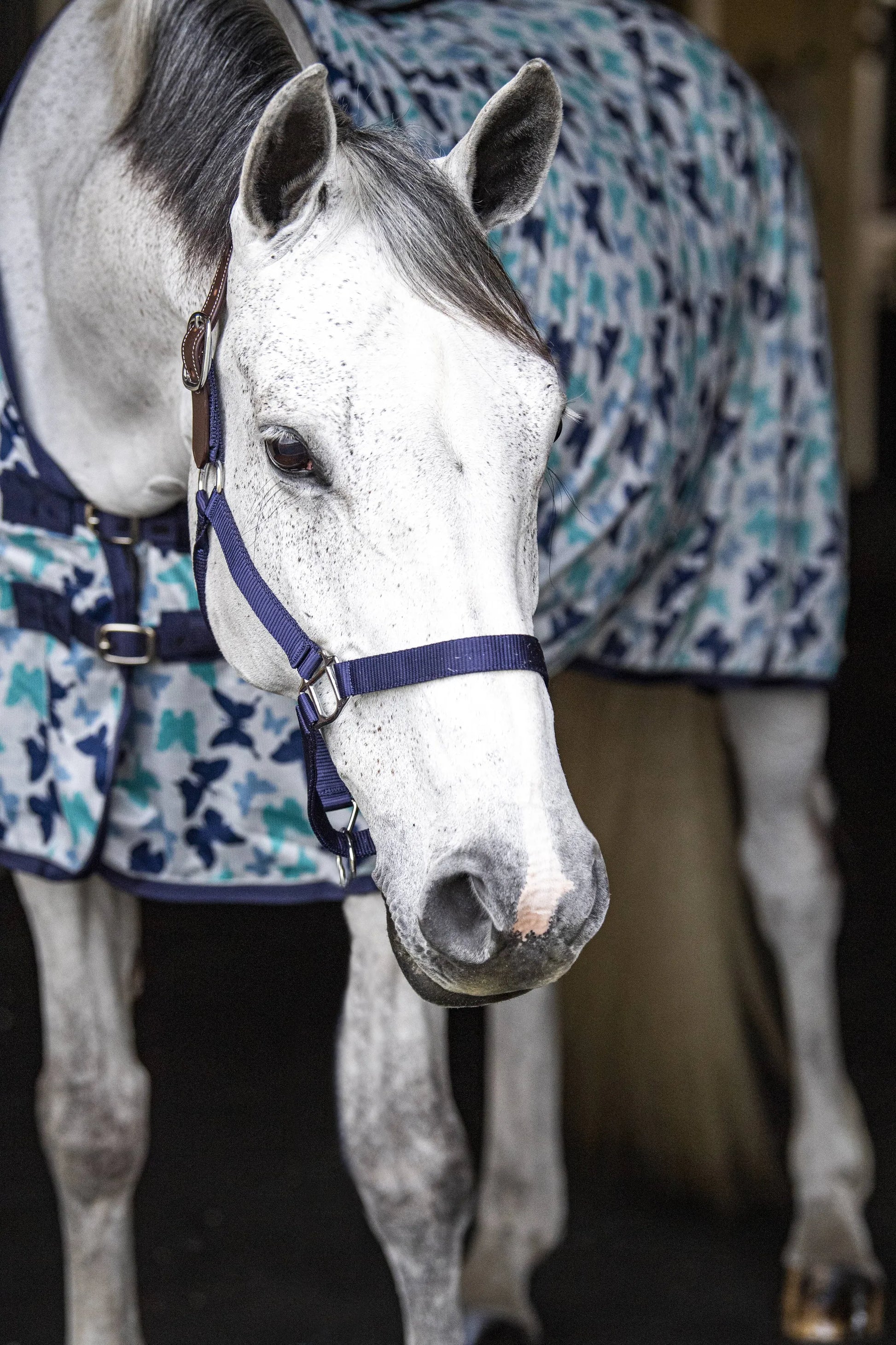 Gatsby Bug-Free Butterfly Print Fly Sheet - 84" 1 for horses Protection, Sheets, Horse Clothing