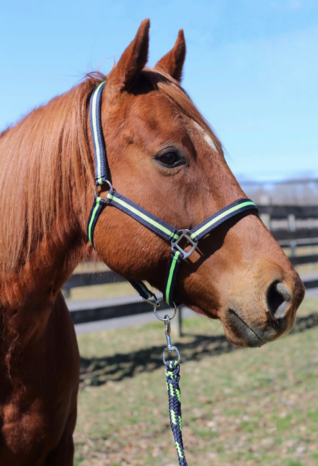 TuffRider Nylon Breakaway Halter & Lead Set