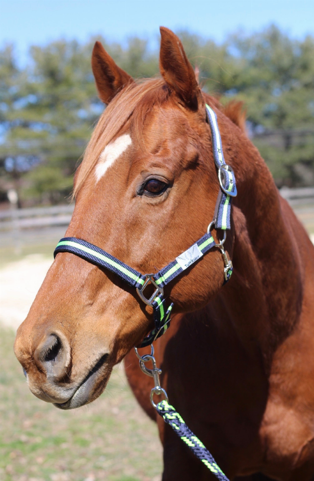 TuffRider Nylon Breakaway Halter & Lead Set - Navy/neon green COB 1 for horses English Tack, Halters Leads,