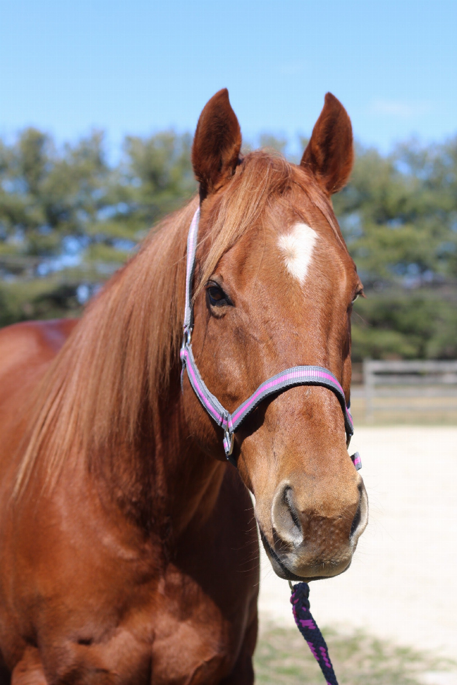 TuffRider Nylon Breakaway Halter & Lead Set