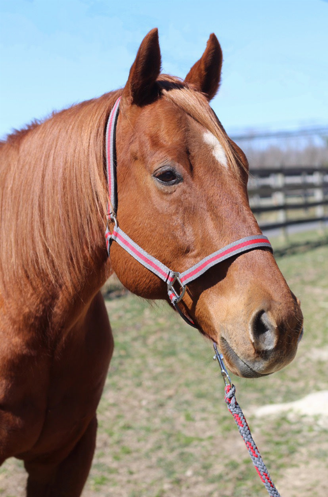 TuffRider Nylon Breakaway Halter & Lead Set