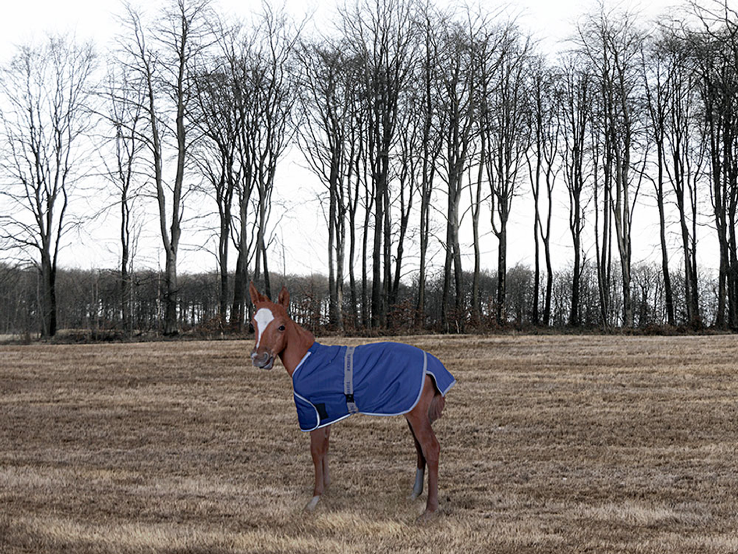 TuffRider 1200D Ripstop Foal Adjustable Turnout Blanket - Blankets, Horse Clothing, Turnouts Purple STANDARD