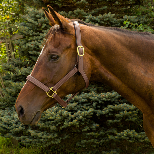 Henri de Rivel Vegan-X Leather Halter - Oakbark PONY 1 for horses Stirrups, English Tack, Leathers, Halters