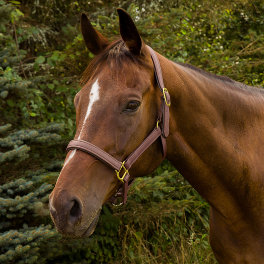 Henri de Rivel Vegan-X Leather Halter - Oakbark PONY 1 for horses Stirrups, English Tack, Leathers, Halters