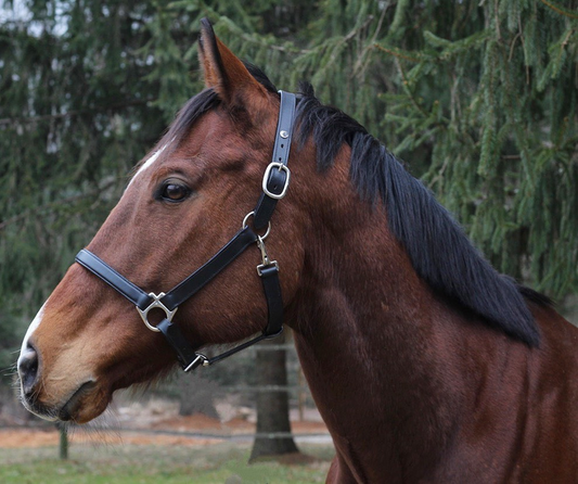 Henri de Rivel Everyday Halter - black PONY 1 for horses English Tack, Halters & Leads,