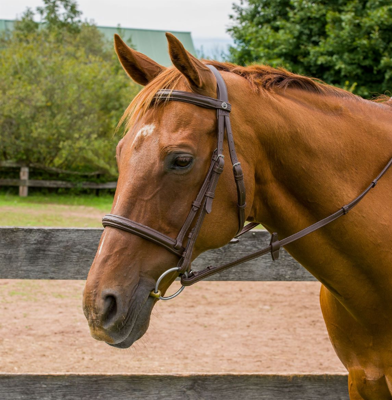 Henri de Rivel Kushy Raised Fancy Stitched Bridle - Havana OVERSIZE 1 for horses English Tack, Bridles, ...