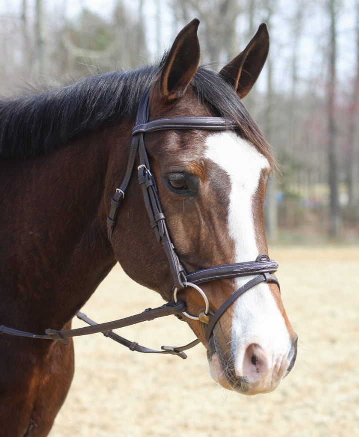 Henri de Rivel Kushy Bridle with Detachable Flash - Havana OVERSIZE 1 for horses English Tack, Bridles, ...