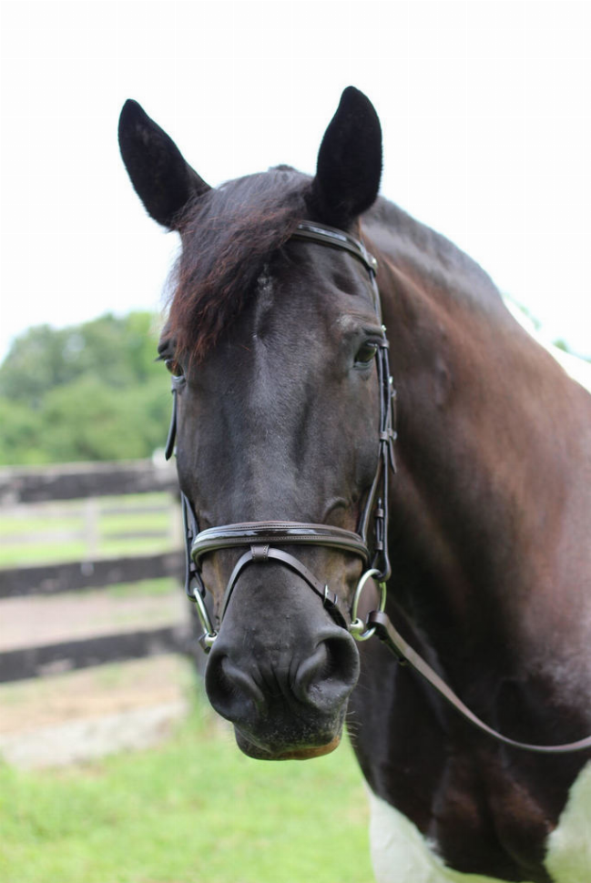 Henri de Rivel Pro Piaffe Mono Crown Bridle with Flash Noseband Patent Leather and webbed rubber reins leather...