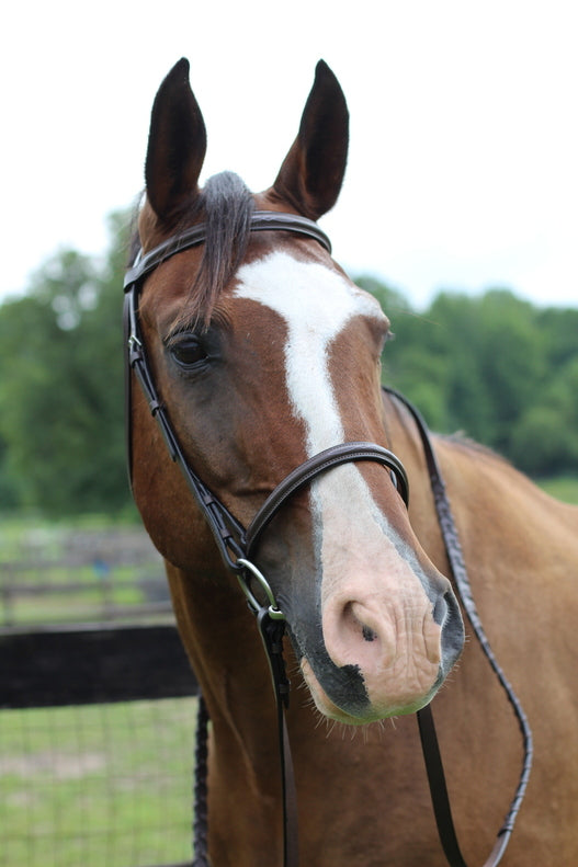 Henri de Rivel Pro Fancy Raised Bridle With Laced Reins