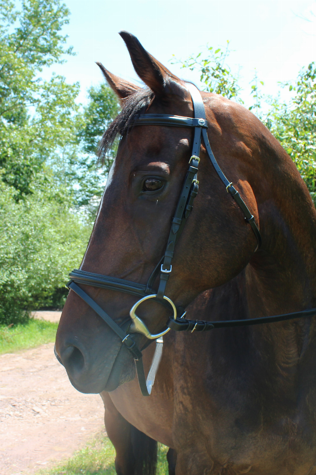 Henri de Rivel Pro Padded Dressage Bridle with Flash and Web Reins - Black/black OVERSIZE 1 for horses English T...