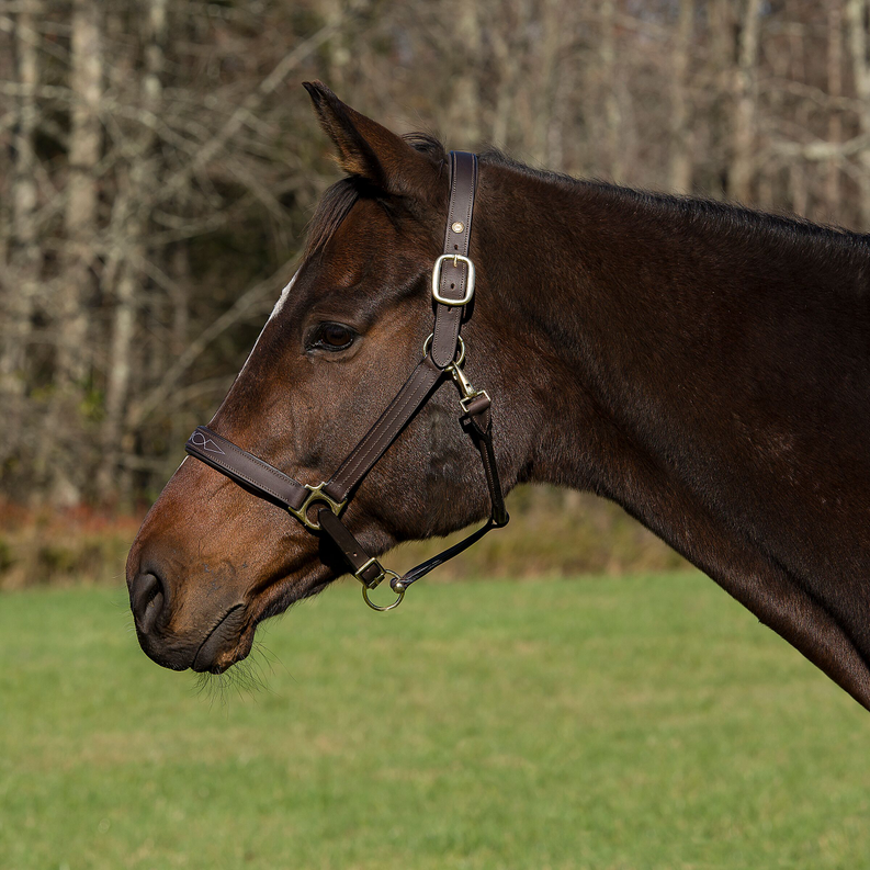 Henri de Rivel Pro Fancy Padded Rolled Throat Triple Stitched Halter - havana PONY 1 for horses English Tack, Ha...