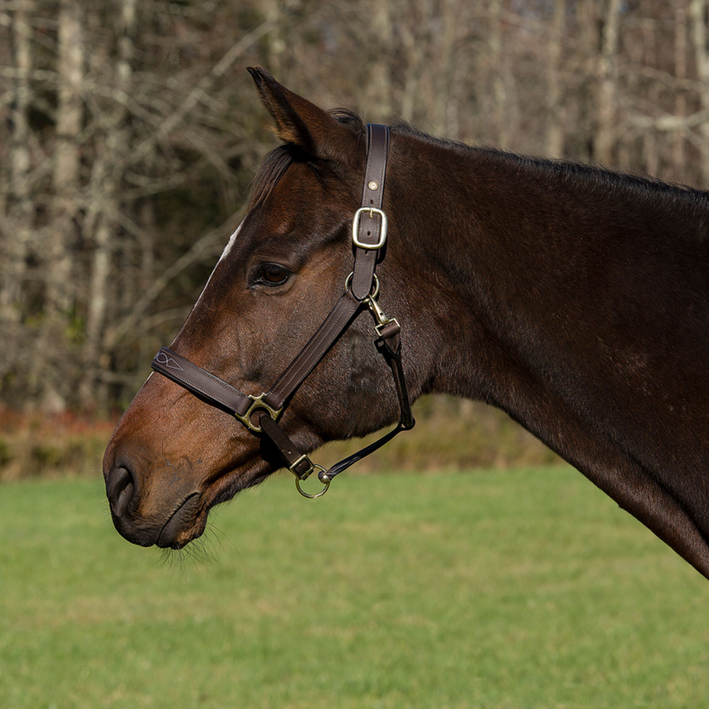 Henri de Rivel Pro Fancy Padded Rolled Throat Triple Stitched Halter