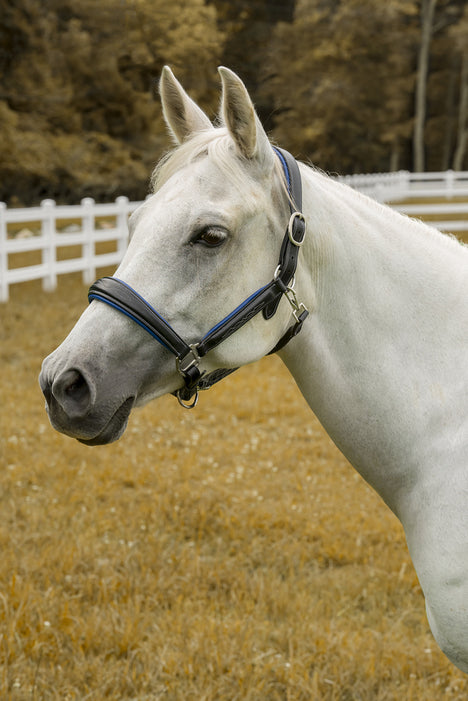 Henri de Rivel Cahill Padded Halter - black OVERSIZE 1 for horses English Tack, Halters & Leads,