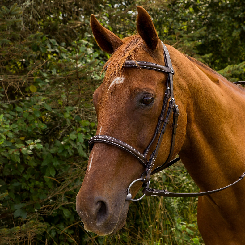 Henri de Rivel Pro Mono Crown Fancy Stitched Padded Bridle